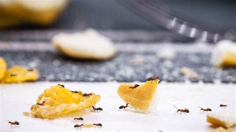 How to get rid of ants in the kitchen: advice from experts