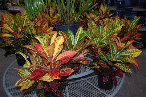 For a gorgeous array of colour, dive into the world of Codiaeum Petra Croton as a house #plant ...