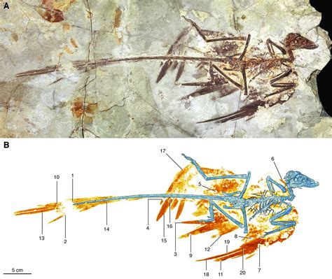 Arriba 68+ imagen microraptor fossil - Abzlocal.mx