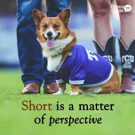 37 Cute Corgi Quotes & Fluffy Butts (Instant Cure for Depression) – BestestQuote