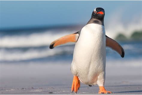 Gentoo Penguins as Indicators of Climate Change in the Southern Ocean – oceanbites