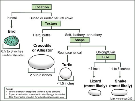 Snake Eggs - What You Need to Know [and Do] - Reptile.Guide