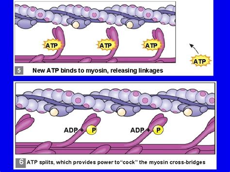 Anatomy and Physiology I Muscle Structure and Contraction