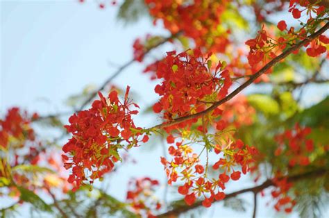 Royal Poinciana: Plant Care & Growing Guide