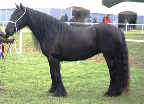 10 Rarest Horse Breeds in The World - Horsey Hooves