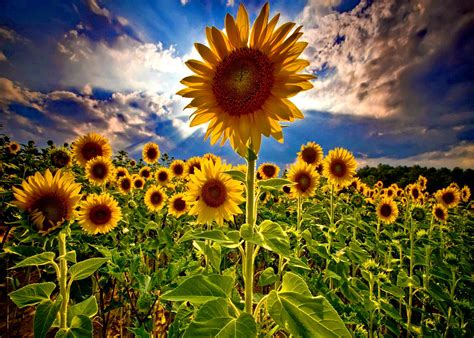🔥 [46+] Field of Sunflowers Wallpapers | WallpaperSafari