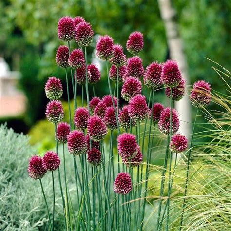 Drumstick Allium | Allium sphaerocephalon, Lauchblumen, Pflanzen