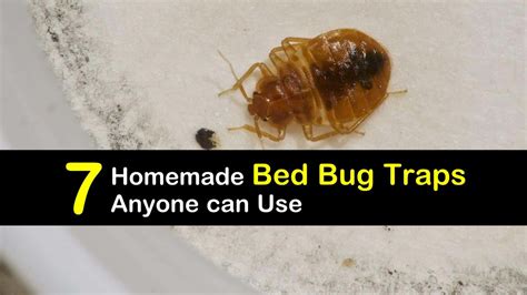 7 Homemade Bed Bug Traps Anyone can Use