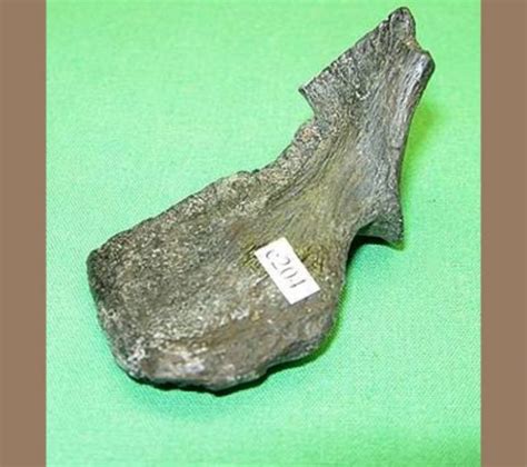 Saber Tooth Tiger Tooth Fossil - Fossils for Sale | Paleo Enterprises