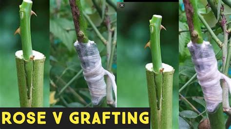 Rose v grafting | rose grafting | rose grafting techniques | gulab grafting | गुलाब ग्राफ्टिंग ...