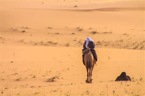 Take a Camel Ride in Kuwait’s Desert – Oro Gold Stores