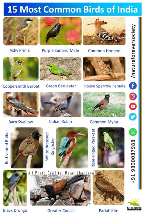 15 Most common birds of India.... - Nature Forever Society