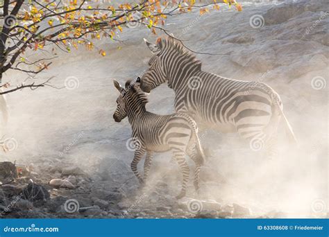 Zebras Running, Namibia, Africa Stock Photo - Image of running, self: 63308608