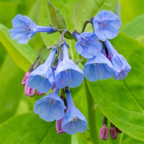 10 Great Purple Shade Perennials For Your Garden