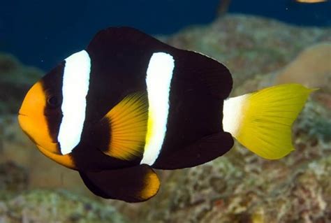 Clownfish Varieties: 9 Most Popular Clownfish For The Home Aquarium ...