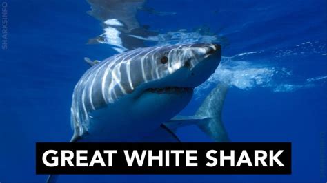 Top 10 scariest shark species - sharksinfo.com