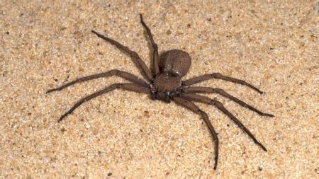 Six Eyed Sand Spider - Other & Animals Background Wallpapers on Desktop ...