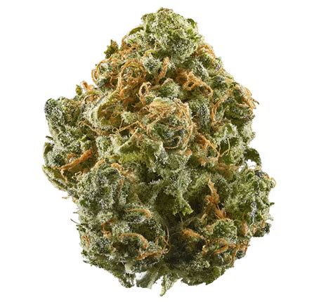 Lemonatti Strain: A Powerful Hybrid with Uncompromised Lemony-Pepper Flavor