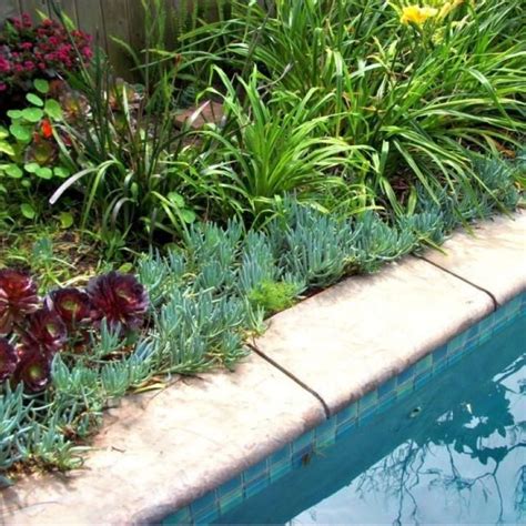 Suitable Plants Grow Beside Swimming Pool 37 Plants Around Pool, Landscaping Around Pool ...