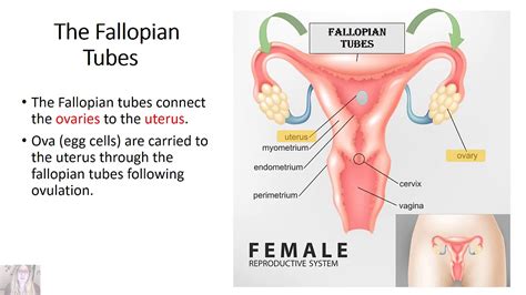 46+ Female Anatomy Diagram Reproductive Organs PNG