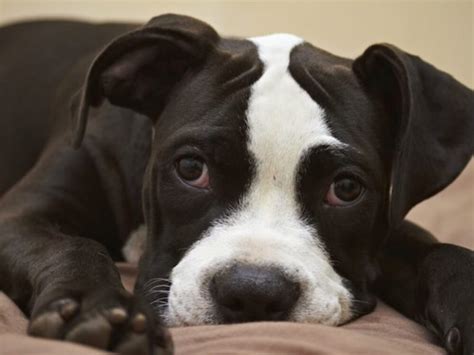 3 Essential Training Tips for Your Staffy Puppies| UK Pets