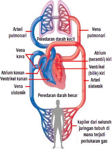 Sistem Peredaran Darah untuk kelas 5 SD ~ Ilmu Pengetahuan Alam