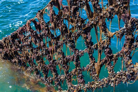 Mussels Farming: The path to cleaner water in Öresund – CityTalk