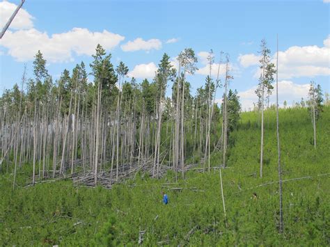 Burned areas from 1988 Yellowstone fires aid research - News Columns ...