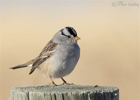 An Adult White-crowned Sparrow… And An Excuse – Feathered Photography