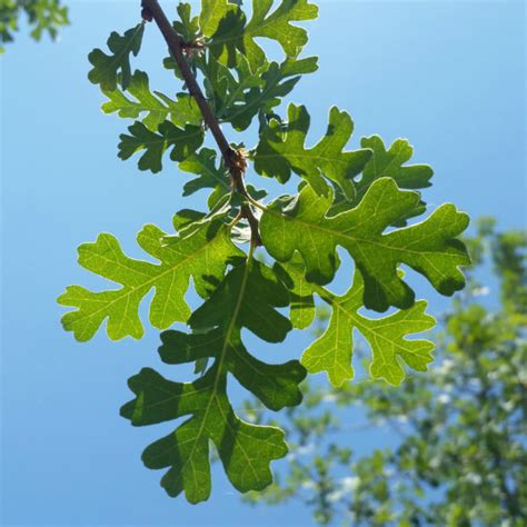 Quercus lobata - Valley Oak - Mid Valley Trees