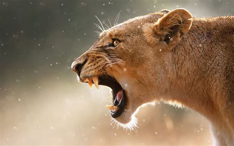 Lion Roar Widescreen Wallpapers 07980 - Baltana