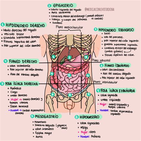 Topografia abdominal – Artofit