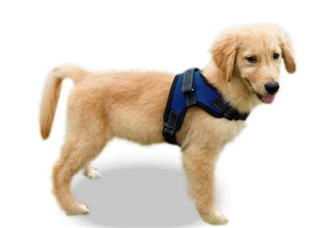 The 6 Best Harnesses for Golden Retrievers | Dog vest harness, Puppy ...