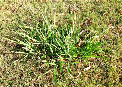 Dallisgrass - Neil Sperry's GARDENS