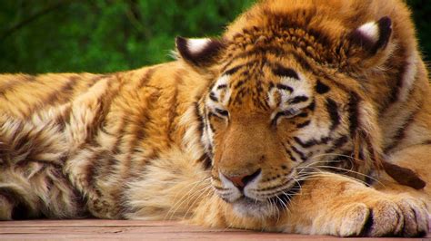 🔥 Free Download Bengal Tiger Sleeping Desktop Wallpaper by ...