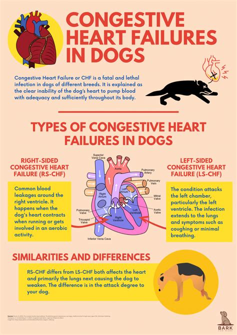 Understanding The Risk Of Congestive Heart Failures In Dogs | Bark For More