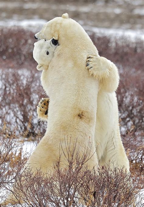 Polar bear siblings take a playful tumble in the snow before sharing a ...