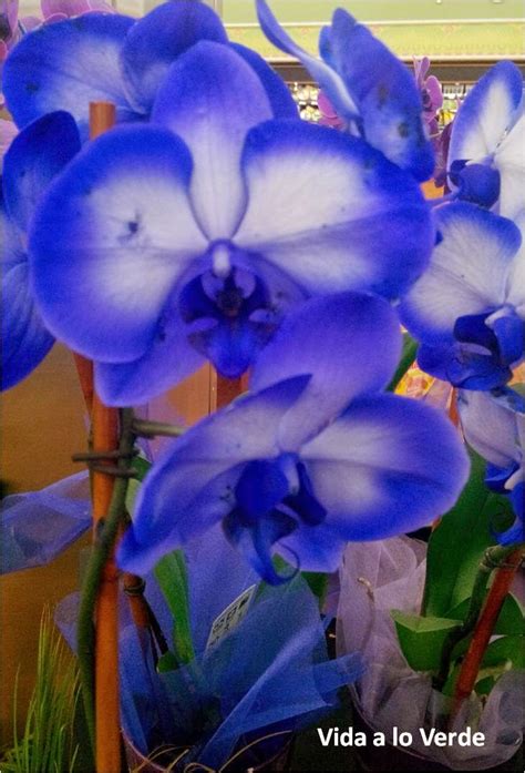 La Doctora De Las Plantas: Orquídeas azules: una ilusión óptica (Blue ...