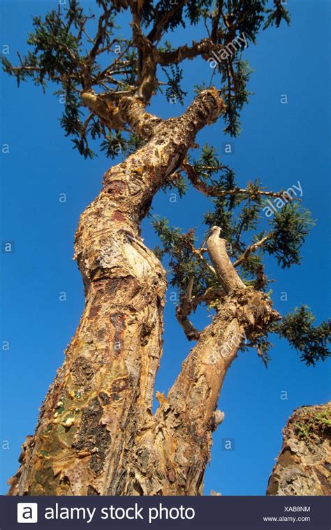 Boswellia Sacra Tree High Resolution Stock Photography and Images - Alamy