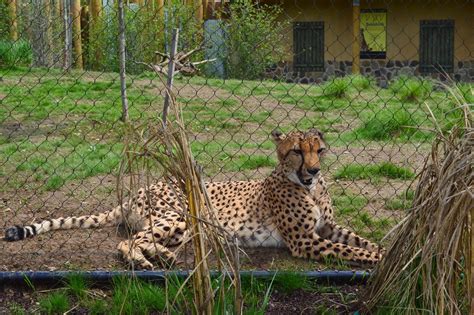 Zoo Tails: Columbus Zoo Heart of Africa: Cheetahs