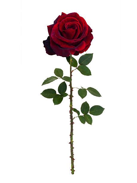 Rose Thorns Stock Photos, Pictures & Royalty-Free Images - iStock