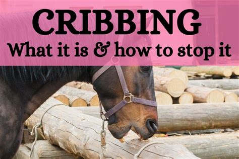 Cribbing in Horses: What It Is and How to Stop It - Helpful Horse Hints