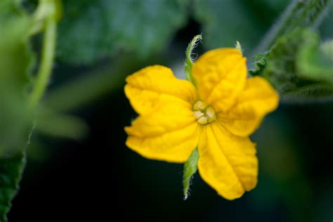 Cucumber Flower Free Stock Photo - Public Domain Pictures