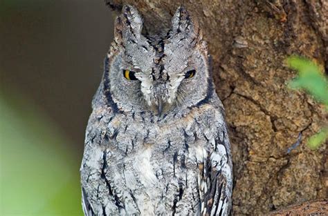 Scops Owl - Bird - Southern Africa...