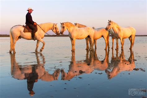 Beautiful Camargue between nature and traditions -SHOOTPLANET