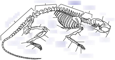 Mouse Skeleton Diagram | Quizlet