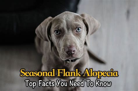 Top Facts You Need To Know About Seasonal Flank Alopecia In Dogs ...