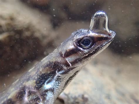 Underwater Breathing by a Tropical Lizard – Anole Annals