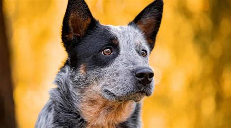 How Fast Can Australian Cattle Dog (Blue Heeler) Run?