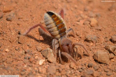 Camel Spider Facts, Pictures & In-Depth Information. Desert Arachnids